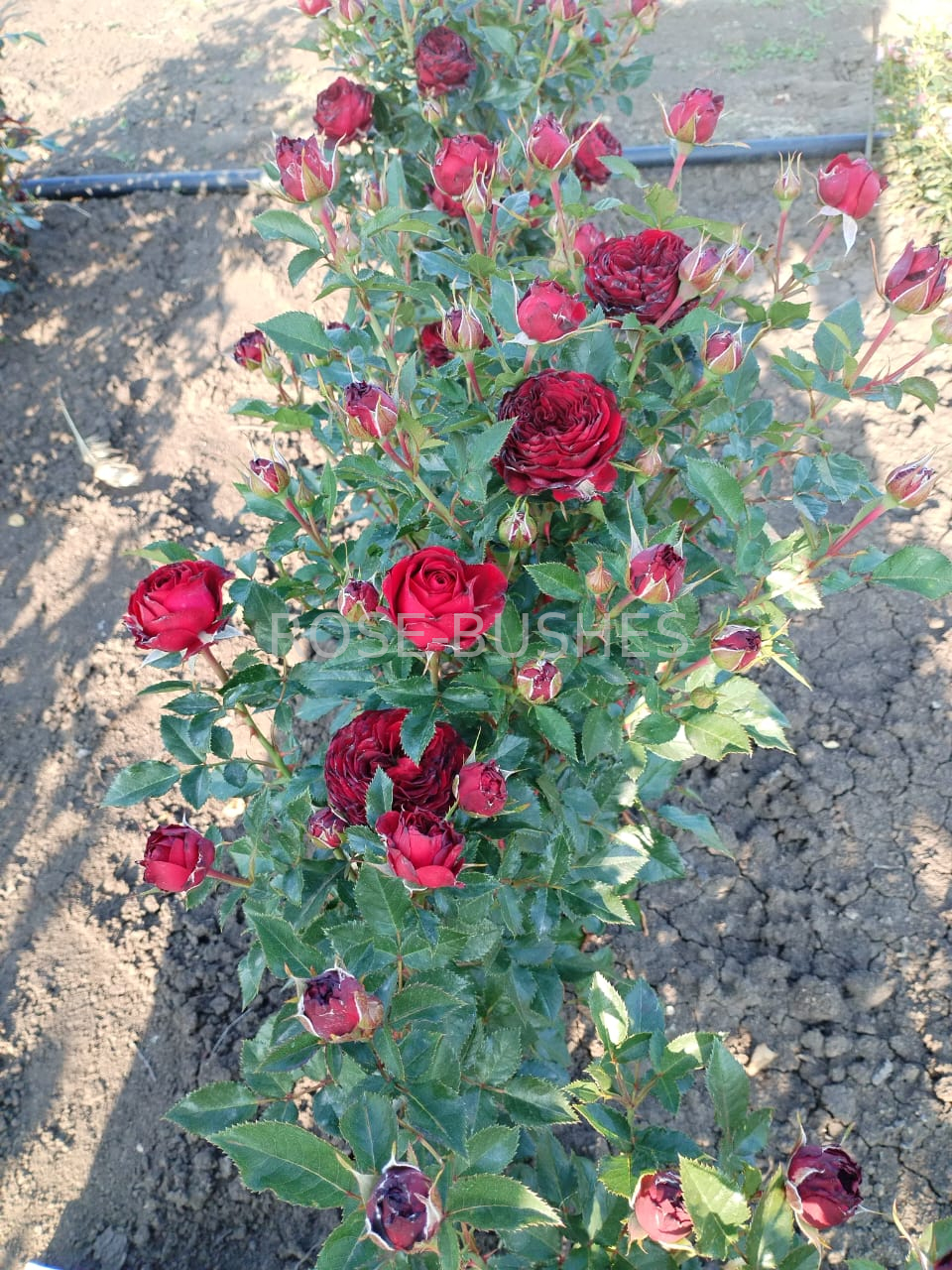 ����� ���. Mayras Red. (��, ����.)